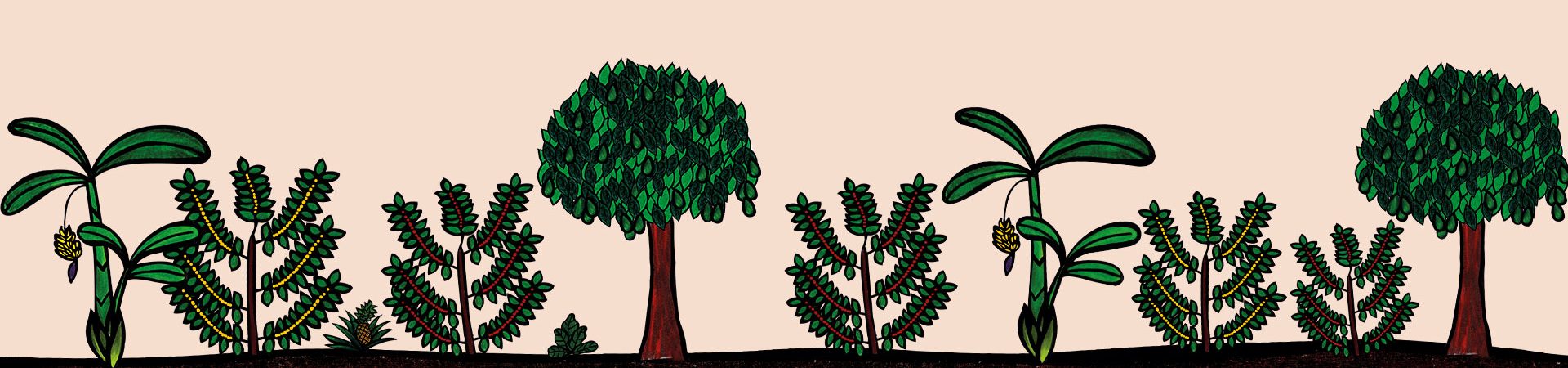 AGROFLORESTA